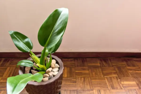 Uma planta Pacová ou babosa-de-pau em um vaso marrom no interior de uma sala.