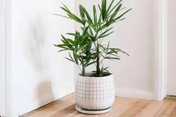 Uma planta Palmeira Ráfis em um vaso branco no interior de uma sala.
