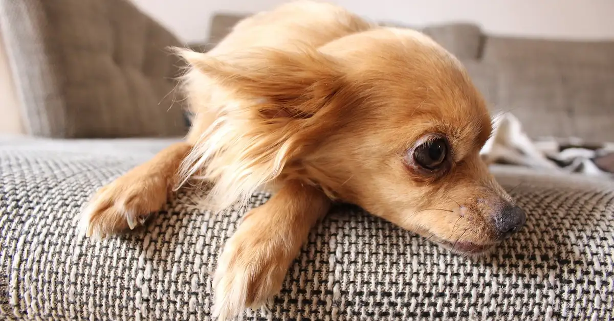Um Chihuahua deitado no sofá