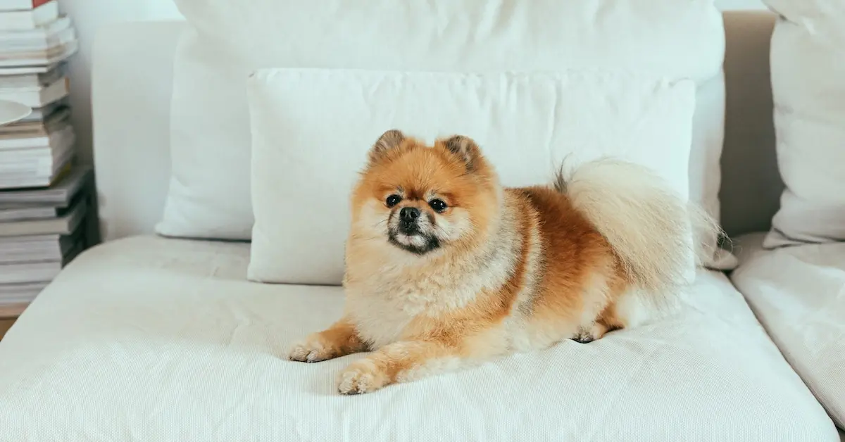 Cachorro para apartamento da raça Lulu da Pomerania deitado no sofá