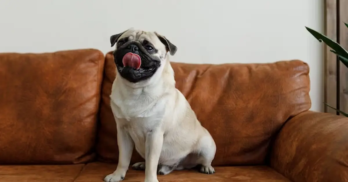 Cachorro para apartamento da raça Pug sentado em um sofá